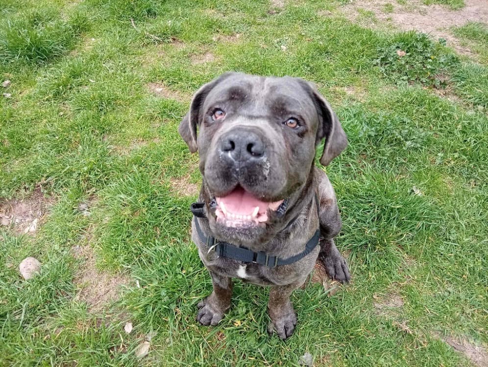 Sky (en cour d'adoption)