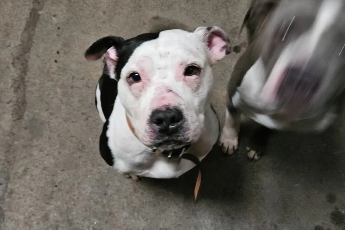 PINUP OF ATOMIX DOG photo 3