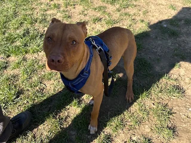 Eloa  PAA24155 photo 2