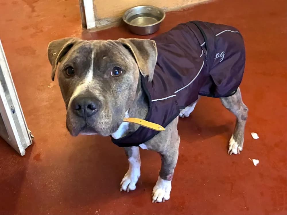 ACE PAA24134 photo 3